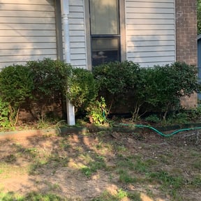Bush Trimming by Murray Services reviewed on August 17, 2025