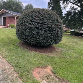 Bush Trimming by B &amp; N Straight Edge Lawn Care LLC reviewed on August 26, 2026