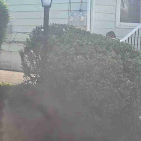 Bush Trimming by Gregorio’s lawn care reviewed on June 21, 2026