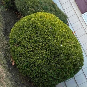 Bush Trimming by Texas Services SA reviewed on August 17, 2025