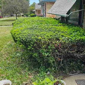 Bush Trimming by Complete Lawn Care reviewed on May 23, 2026