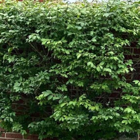 Bush Trimming by Deshun Walker Inc reviewed on August 18, 2025