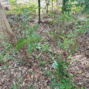 Bush Trimming by Cue landscaping llc reviewed on August 17, 2025