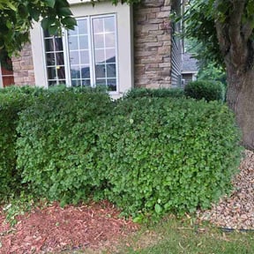 Bush Trimming by Big O Lawn Care reviewed on July 18, 2026