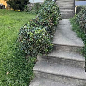 Bush Trimming by Gary Guzman reviewed on October 18, 2025