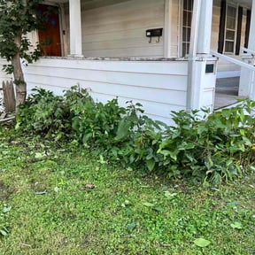 Bush Trimming by Williams Cleaning Corporation llc reviewed on December 11, 2025