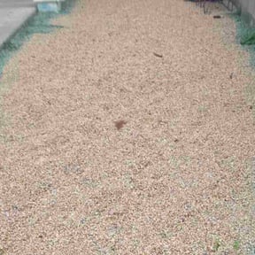 Bush Trimming by Lewis Services, LLC reviewed on December 5, 2025