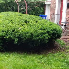 Bush Trimming by All Season's S&L Property Management reviewed on August 17, 2025