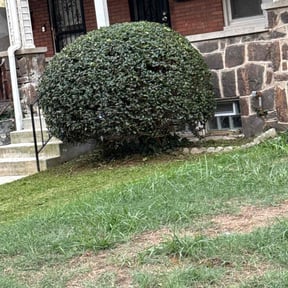 Bush Trimming by Green landscaping LLc reviewed on November 24, 2025