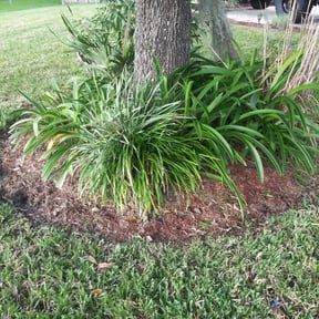 Flower Bed Weeding by MVP Lawn & Landscaping reviewed on August 16, 2025
