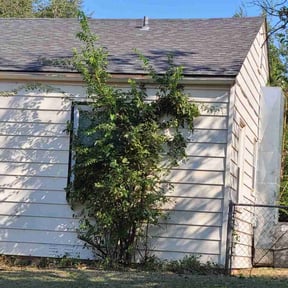 Bush Trimming by SFI reviewed on October 20, 2025