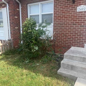 Bush Trimming by Rayzor sharp lawn service reviewed on October 20, 2025