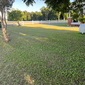 grass cutting by AW landscaping reviewed on July 30, 2023