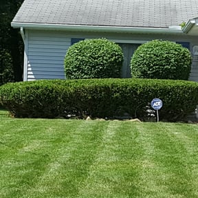 Bush Trimming by Hargett lawn services reviewed on August 19, 2025