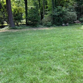 yard service by A simple cut lawncare and hauling reviewed on December 25, 2025