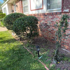 Bush Trimming by Giddens lawncare reviewed on November 20, 2025