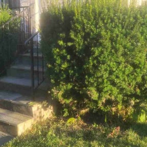 Bush Trimming by Inside and out landscaping and services reviewed on January 29, 2026