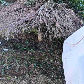 Bush Trimming by Sunshine Landscape &amp; Irrigation inc. reviewed on February 19, 2026