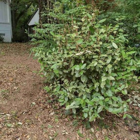 Bush Trimming by Dallas Enterprise LLC Lawn Care Services reviewed on August 19, 2025
