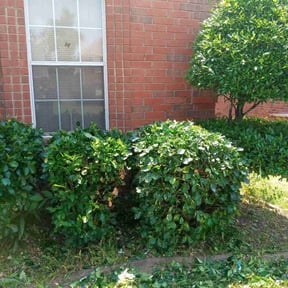 Bush Trimming by Yard ReZcue LLC reviewed on August 21, 2025