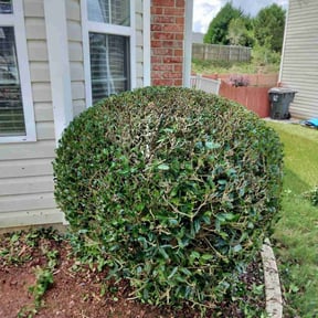 Bush Trimming by Seattle pro lawn care services reviewed on August 15, 2025