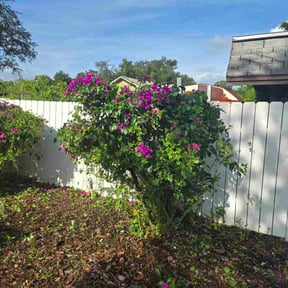 Bush Trimming by Cool Cutz reviewed on November 21, 2025