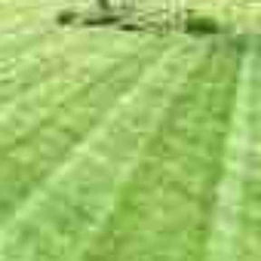Bush Trimming by Mcqueens lawn care reviewed on August 19, 2025