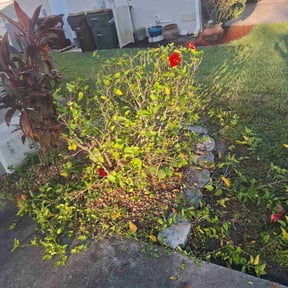 Bush Trimming by Martínez landscaping reviewed on November 30, 2025