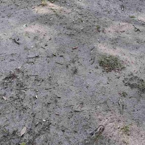 Leaf Removal by Topiary lawn care reviewed on September 1, 2026