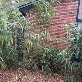 Bush Trimming by North West forest recycling llc reviewed on October 23, 2025