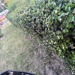 Bush Trimming by Rosas Handy Workz reviewed on August 15, 2025