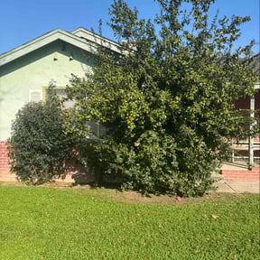 Bush Trimming by Lawn Cutz reviewed on January 23, 2026