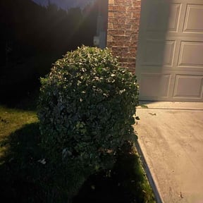 Bush Trimming by FRL Landscaping reviewed on August 19, 2025
