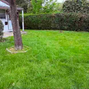 Bush Trimming by Home Solutions 360 reviewed on May 7, 2026