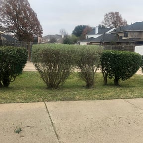 Bush Trimming by Persevere Complete Lawn Care reviewed on February 5, 2026