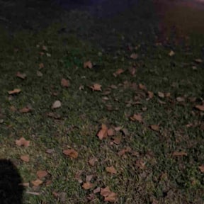 Leaf Removal by Solis Landscaping  &amp; Maintenance LLC reviewed on January 8, 2026