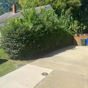 Bush Trimming by GrassStoppers landscaping llc reviewed on November 9, 2025