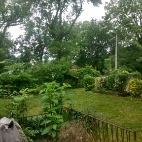 Bush Trimming by Drews Country Lawn Care reviewed on August 15, 2025
