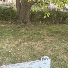 Bush Trimming by Gods Creation reviewed on August 13, 2025