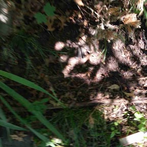 Leaf Removal by ClearPath Property Services reviewed on August 16, 2026