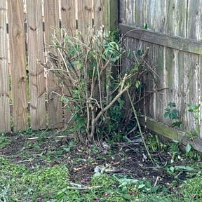 Bush Trimming by ProGreenlq reviewed on May 1, 2026