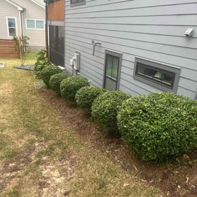 Bush Trimming by Ms Premier Solutions reviewed on November 24, 2025