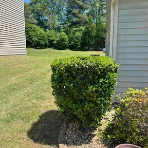 Bush Trimming by NextUp LawnCare reviewed on May 9, 2026