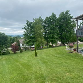 grass maintenance by Green Looks reviewed on August 21, 2025