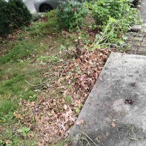 Bush Trimming by ELEVENS EXTERIOR FINISHES LLC reviewed on August 17, 2025