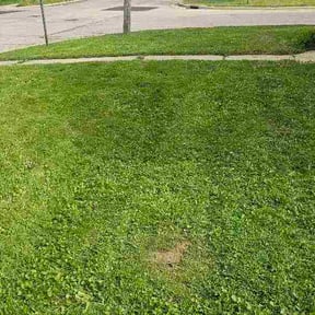Flower Bed Weeding by Webb's Lawn Art reviewed on May 25, 2026