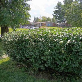 Bush Trimming by M&amp;M solutions reviewed on July 14, 2025