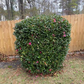 Bush Trimming by Giron Tree Services LLC reviewed on August 15, 2025