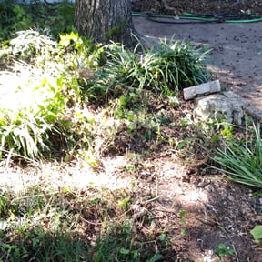 Leaf Removal by Metamorphosis Landscaping reviewed on September 16, 2025