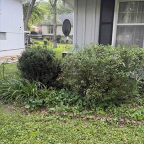 Bush Trimming by V4 Cleaning Services LLC reviewed on May 17, 2026